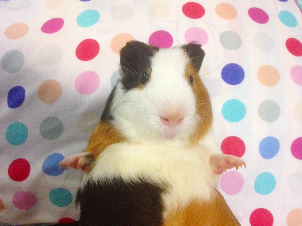 Boy_paradise_'s tweet photo. 🐹❤️#guineapig #guineapigthailand https://t.co/XWJAwLtFt9