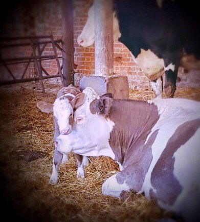 Welcome to the farm 🐮<a href="/NorthiamDairy/">The Cart Horse</a> 
#dairy #newborn #calf #happycows