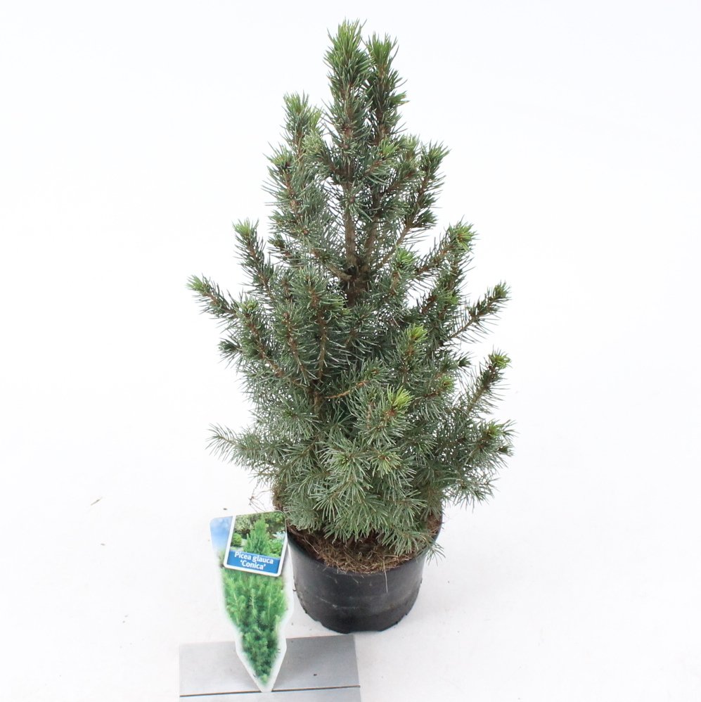 AboutPlantsZund's tweet image. De #weektoppers #Picea glauca ‘Conica’ P10,5  en #Nandina domestica ‘Blush Pink’ P23
Daarnaast veel meer #najaarsproducten beschikbaar!
Informeer naar alle actuele producten aboutplants.nl