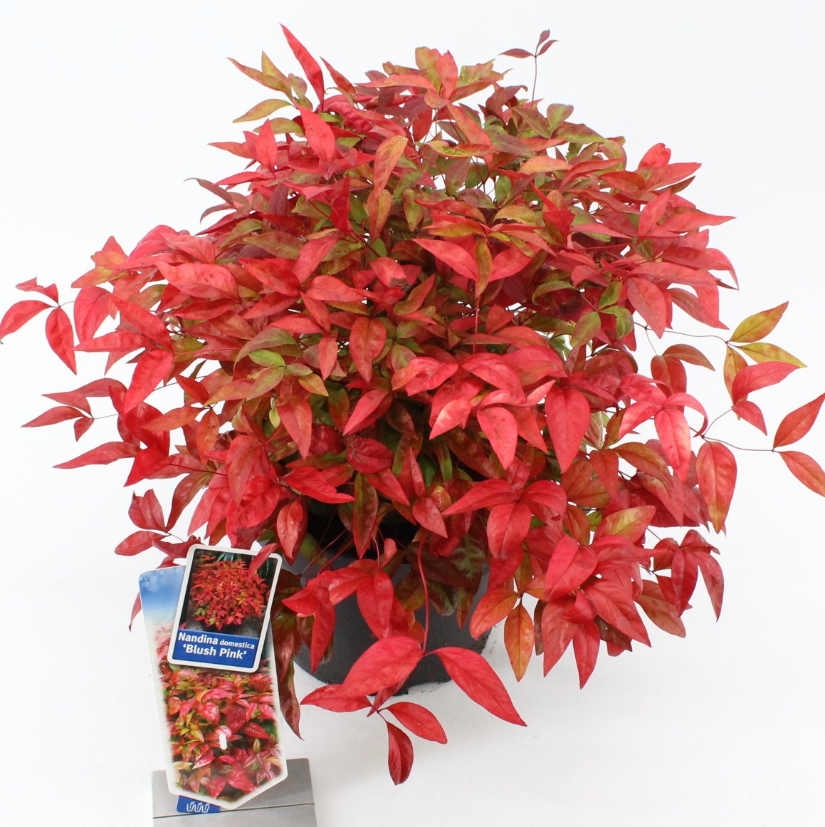 AboutPlantsZund's tweet image. De #weektoppers #Picea glauca ‘Conica’ P10,5  en #Nandina domestica ‘Blush Pink’ P23
Daarnaast veel meer #najaarsproducten beschikbaar!
Informeer naar alle actuele producten aboutplants.nl