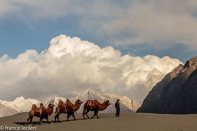 Franceleclerc On Twitter Double Hump Camels Can Be Found In The Nubra Valley Of Ladakh The Bactrian Camels Had Been Used For Riding And Transportation Along The Silk Road Since The 17th Century
