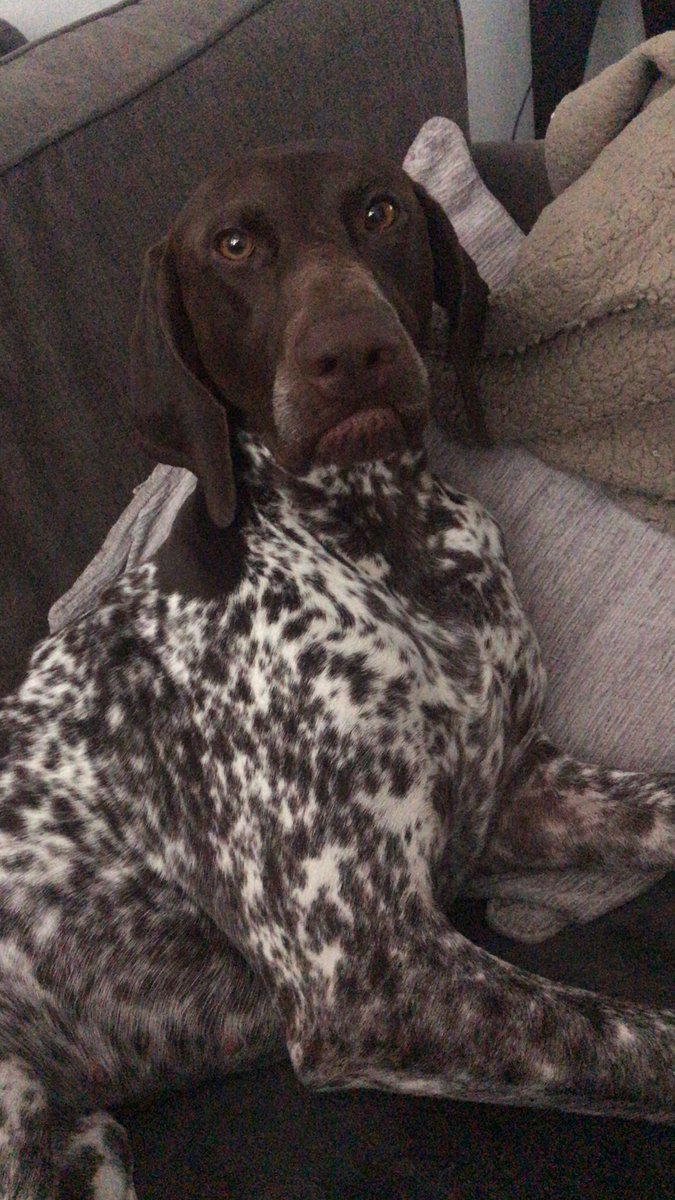 The Pawfume Shop (@thepawfumeshop) on Twitter photo 22/10/2018 14:50:54 My dog is a cutie 😍 My dog is a cutie 😍