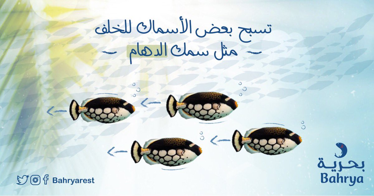 bahryarest's tweet image. تعرف انه بعض #الأسماك 
تسبح للخلف🐠مثل سمك الدهام ..

#بحرية