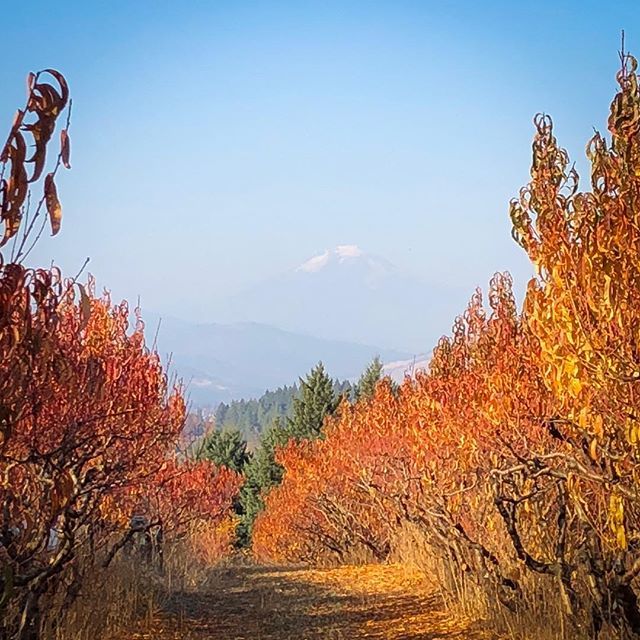 JonPLundstrom's tweet photo. 🏔Adams #oregon #orchard #apples #fall https://t.co/fv7sZP26yt https://t.co/jQTMNyeaYi