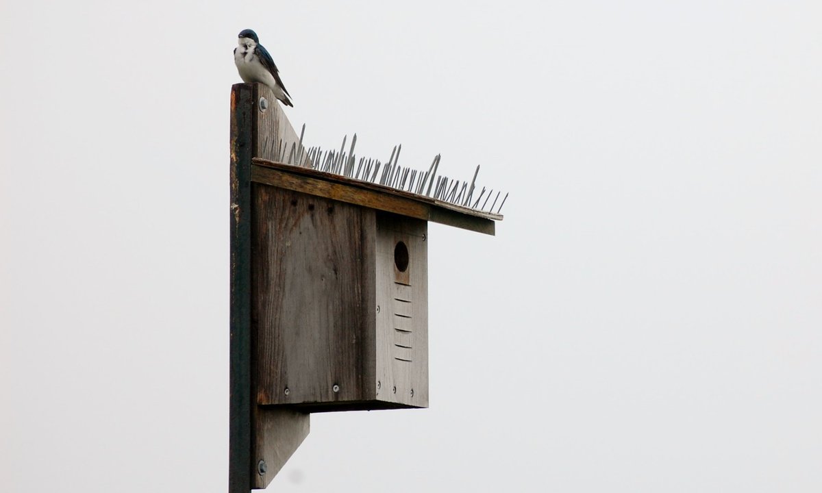 The Condor tweet media