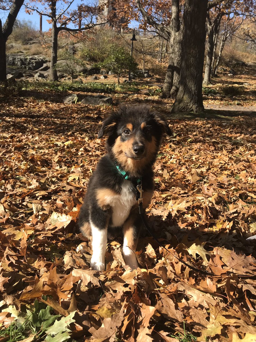 Milo81019797's tweet photo. It’s fall time!! https://t.co/gPRufVFPBo