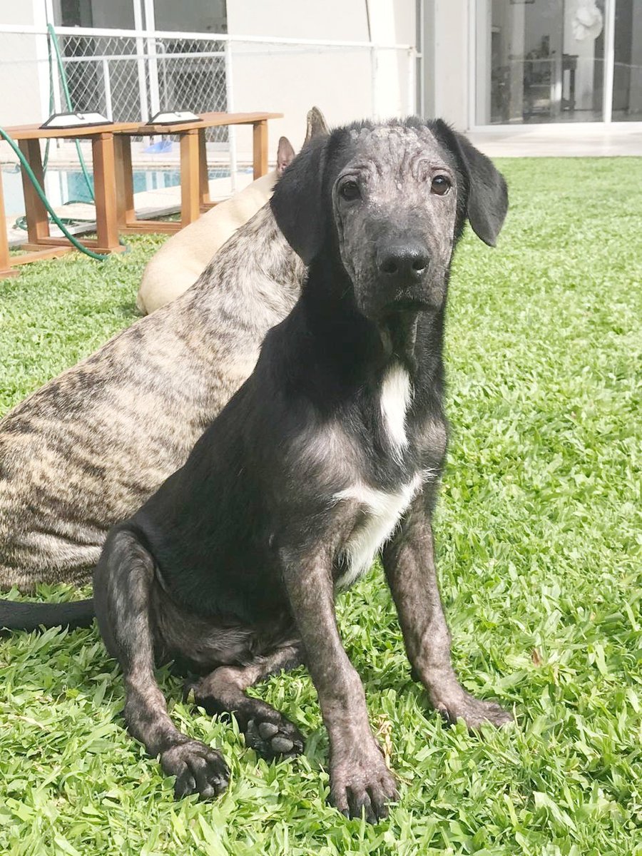 ArqueroSinManos's tweet photo. ADOPCIÓN!🐶

Seguimos buscando una familia para el hermoso de Amador, el perrito rescatado de la estación de Merlo.
Está vacunado, desparacitado y listo para ser adoptado😊.
¿Me ayudan a encontrarle una familia?🙏

@cuervotinelli @mjuliasilva93 @AcunaMarcos17 @ursuvargues https://t.co/NSndnfuxVj