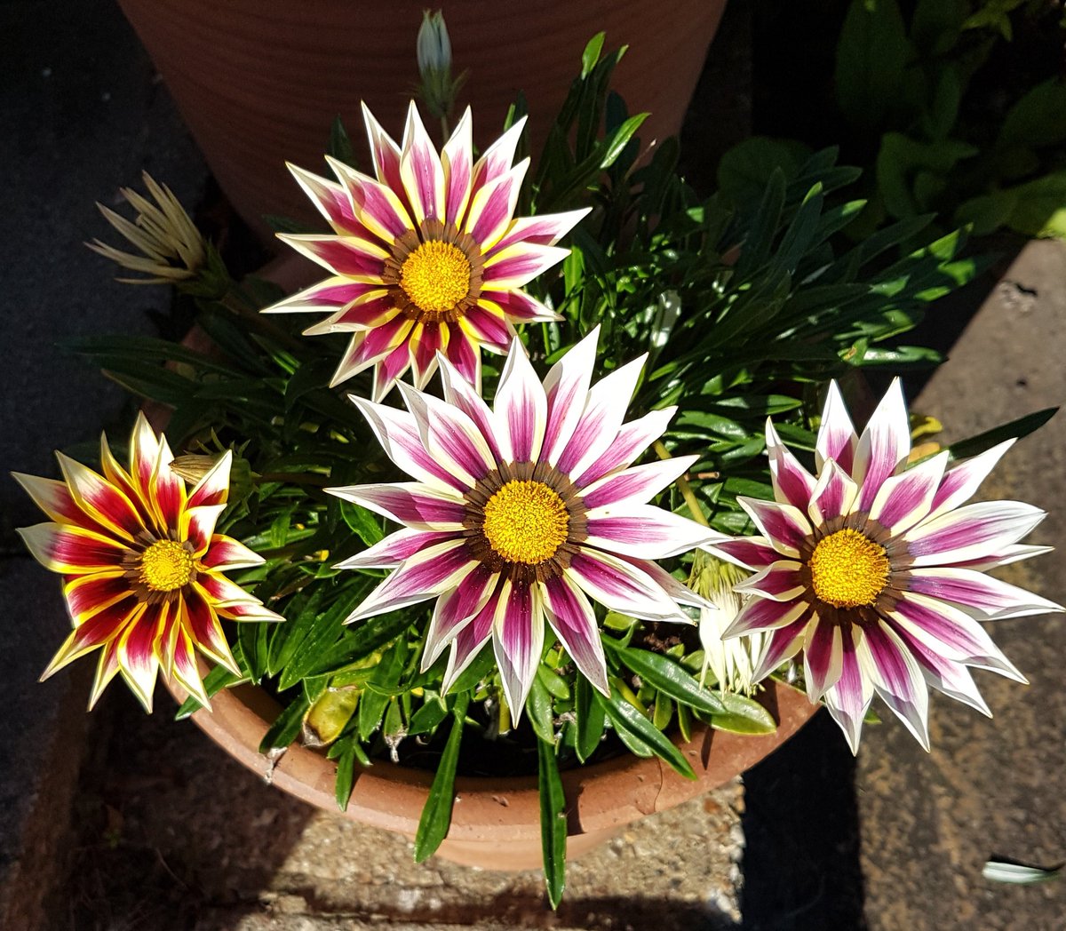 GardenerGregthe's tweet image. Today at the office, I've been issuing eviction notices. So I can get on with the Autumn planting... 🤔😂 #notgoingdownwithoutafight #GardensHour