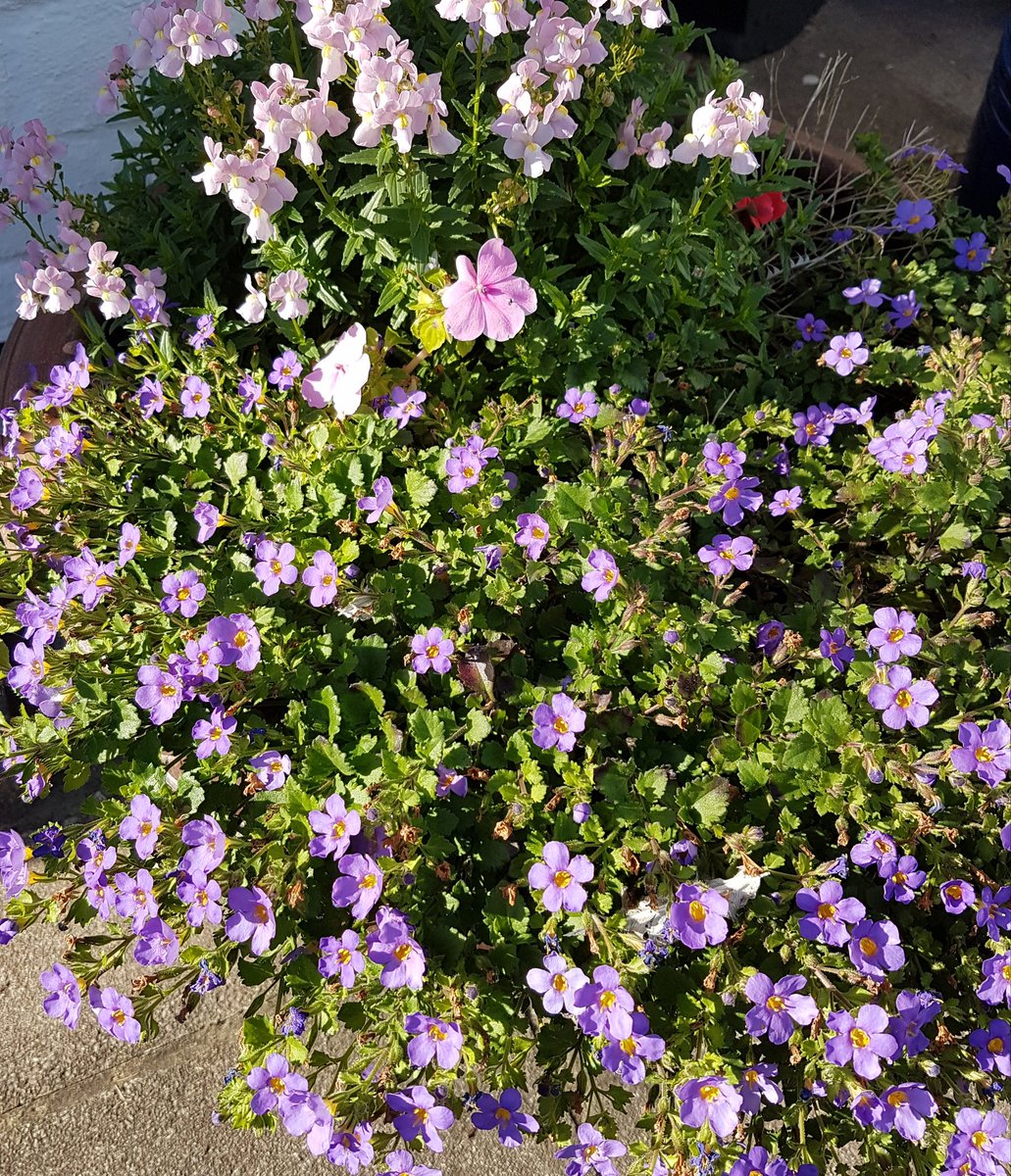 GardenerGregthe's tweet image. Today at the office, I've been issuing eviction notices. So I can get on with the Autumn planting... 🤔😂 #notgoingdownwithoutafight #GardensHour