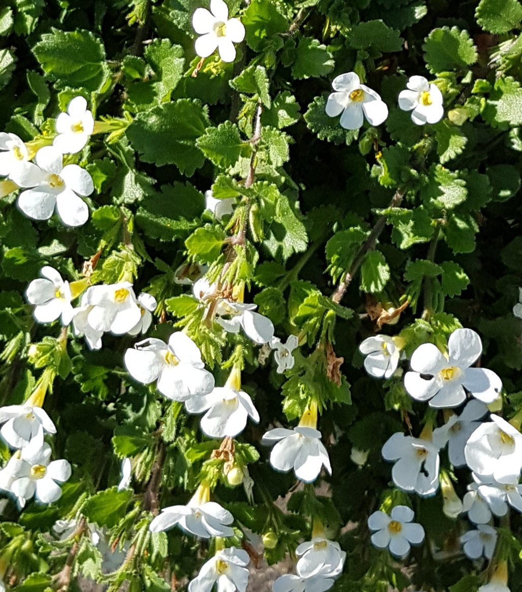 GardenerGregthe's tweet image. Today at the office, I've been issuing eviction notices. So I can get on with the Autumn planting... 🤔😂 #notgoingdownwithoutafight #GardensHour