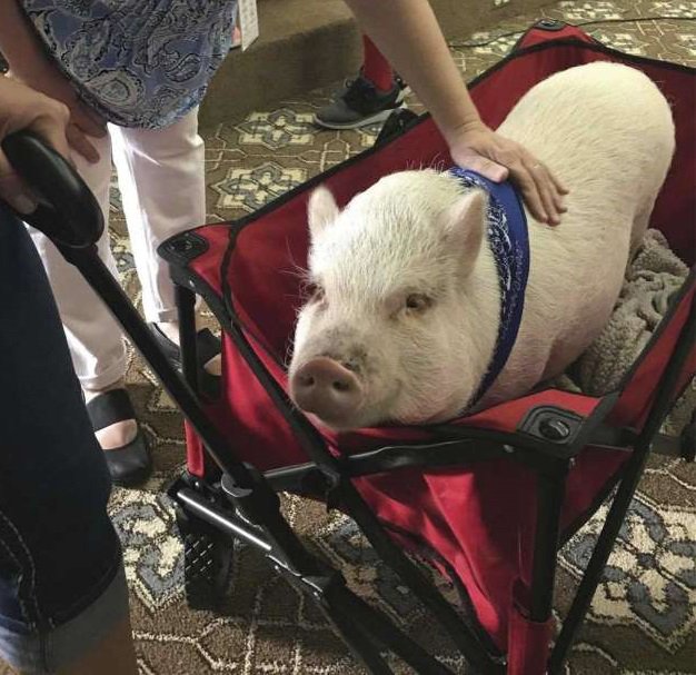 buckner_intl's tweet photo. Meet Max, a therapy #pig at Buckner Parkway Place. "'Even patients with severe Alzheimer’s will reach out to pet him,' said Nicole McPherson, an administrator with Buckner Hospice."

Full story by @HoustonChron here: https://t.co/ZGdu4xsOAZ
#TherapyAnimal #Seniors #SeniorLiving https://t.co/JArnMuMIUp