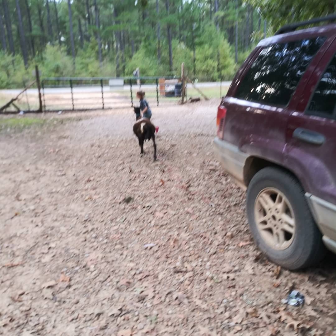 ruby_christy's tweet image. At a farm