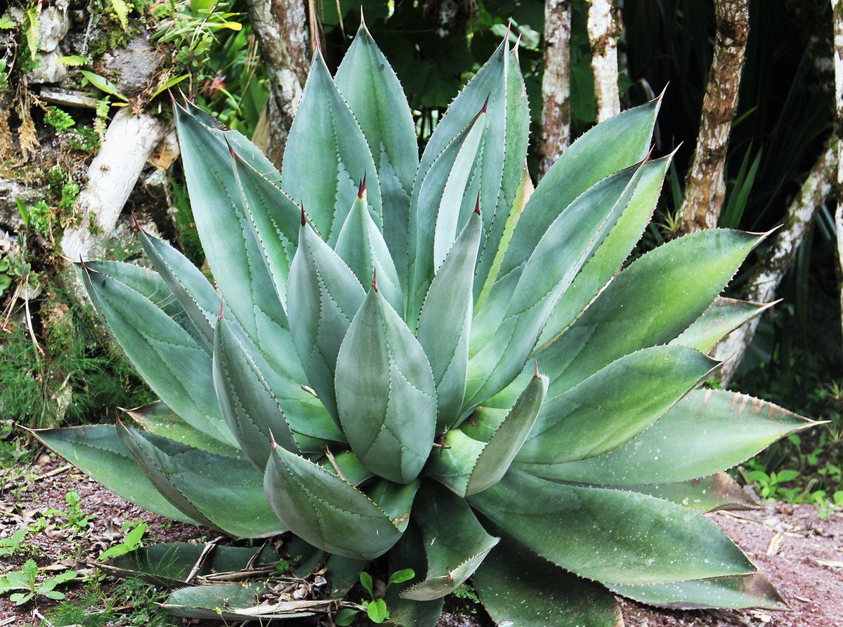 pttrco's tweet photo. You can remove unwanted #pigmentation with #aloevera gel due to its healing properties > https://t.co/41TSgcOy6L #darkspots #skintip #skin https://t.co/4co8E6vzBb