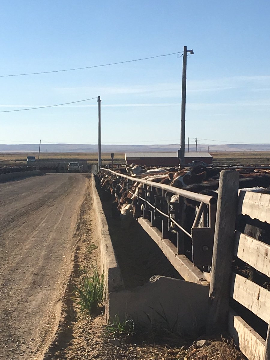 MegDesjardins's tweet photo. Gorgeous morning to Chop my last @DEKALB_Canada Corn Silage Plot of the year! Thank-you @NelsonFamilyRanches for your continued support! Steers are eating their #moochew breakfast while we continue filling the pit #westcdnag #silage18 #beefyield #nutrition and #tonnage #localdata https://t.co/8CKGTr2uDU