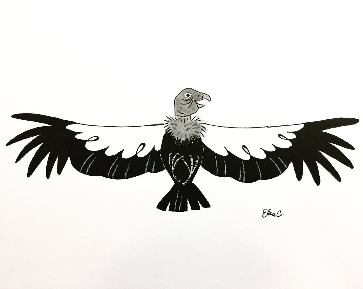 #Inktober Day 22: #CaliforniaCondor A bird with a wingspan of nearly 10 feet #inktober2018 #illustration #bird #endangeredspecies #criticallyendangered #conservation #habitatloss