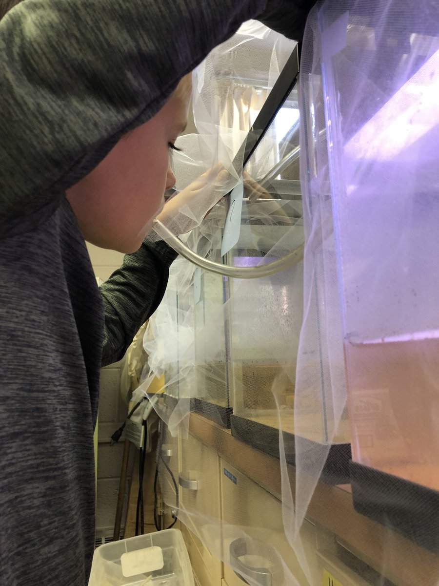 BugswithBekka's tweet photo. No school today so Tavi and his buddy Gavin set up Midge fly experiments. #child #labor #future #ecologist #MidgeMonday #OUinsects https://t.co/yAWXpaBKER