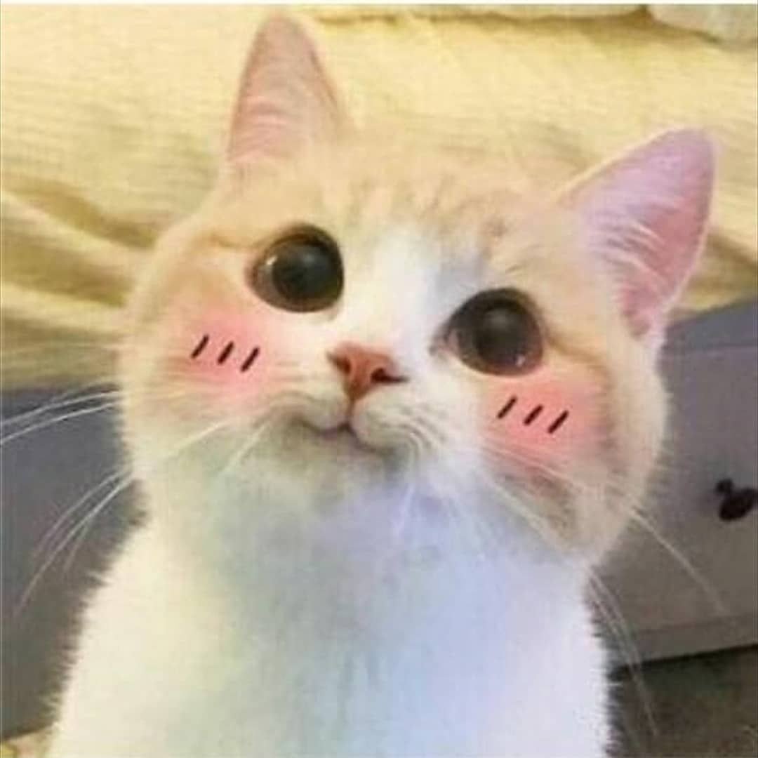 🍞 ㅡ tweet media