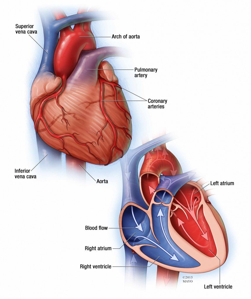 MayoClinic's tweet photo. Sudden cardiac arrest is the sudden, unexpected loss of heart function, breathing and consciousness. Learn more about this medical emergency. https://t.co/f9scaqQ0Eq https://t.co/PrWU8CFc00