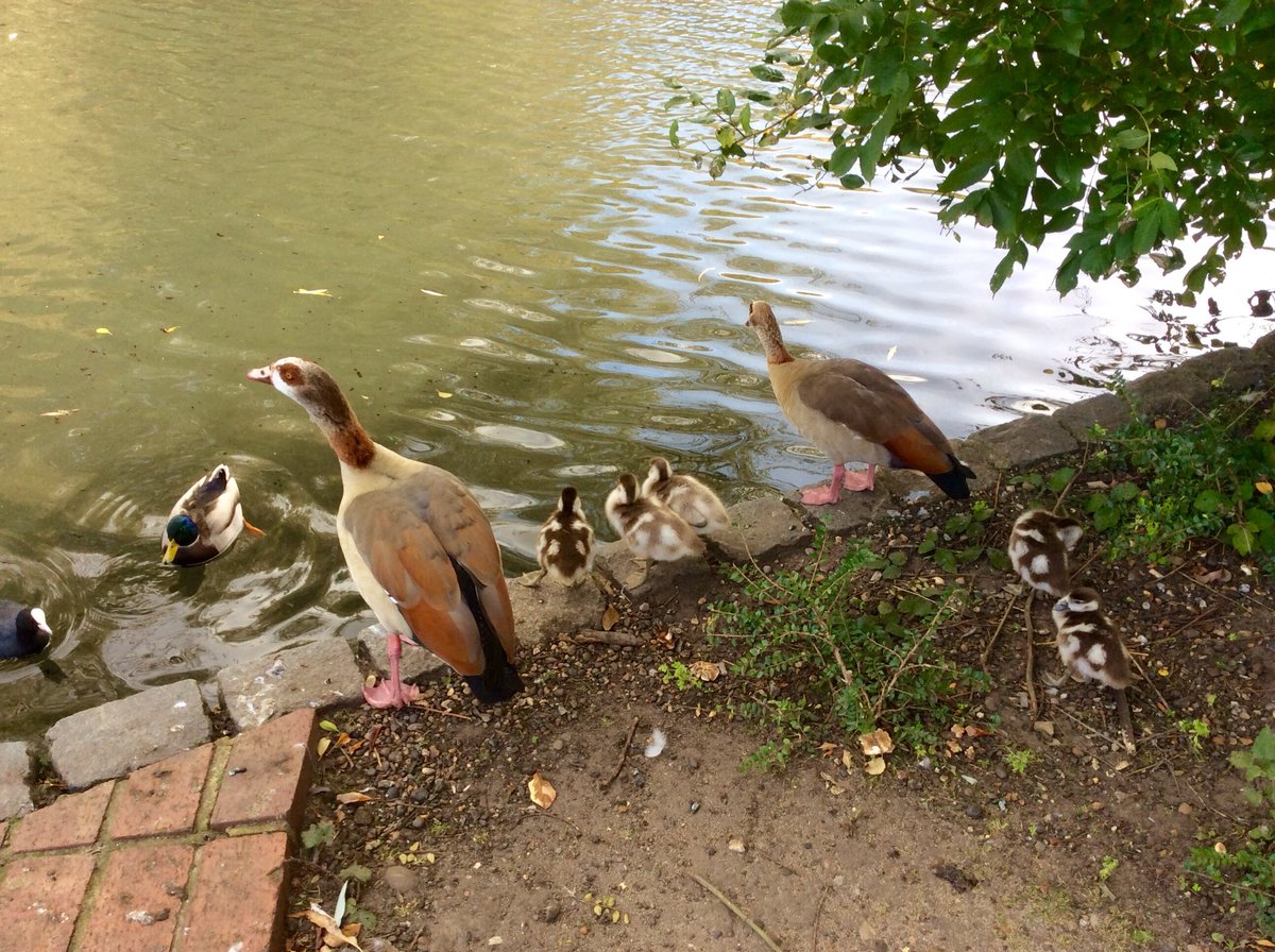 Not able to visit the new Egyptian goose family in #KelseyPark today ...so here’s a pic of the Egyptian family this time last year, the same great parents as this year. Pic1: keep together! Pic2: swimming lesson #bromley #nationalparkcity #365DaysWild #getoutside <a href="/Natures_Voice/">RSPB</a>
