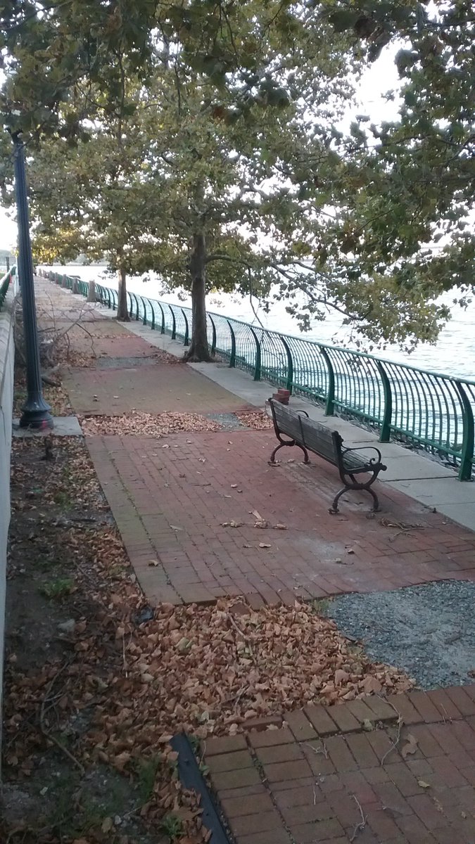 Arlene_the_Tree's tweet image. My Sister Shelterbelt trees continue to be ripped to shreds by chainsaws and grinders.  30 were downed on Friday and 7 more this morning, despite the Jersey City Environmental Commission‘s request to DPWA last Wednesday to not proceed. #trees #treespeech #sustainablejc