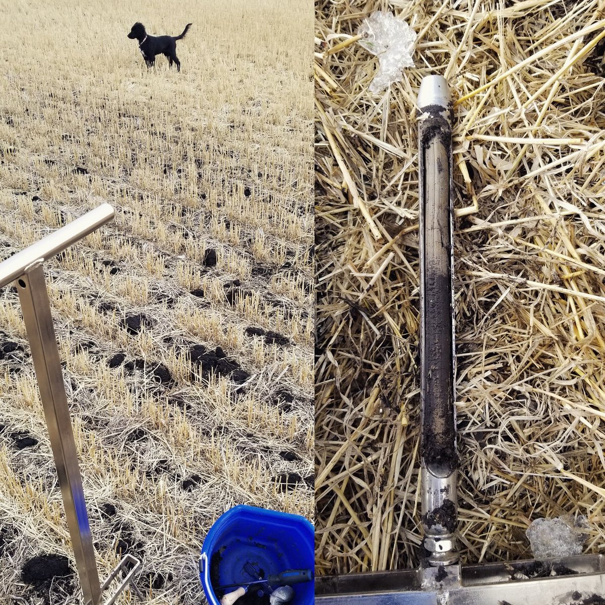 rachelmclean33's tweet image. Soil sampling season! Apollo loves it... either that or he just loves the dirt! #dirtnerd #soil #puppylove