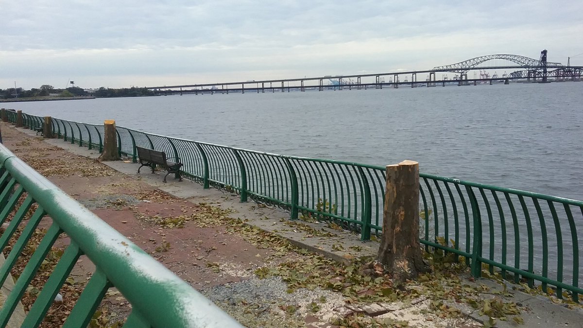 Arlene_the_Tree's tweet image. My Sister Shelterbelt trees continue to be ripped to shreds by chainsaws and grinders.  30 were downed on Friday and 7 more this morning, despite the Jersey City Environmental Commission‘s request to DPWA last Wednesday to not proceed. #trees #treespeech #sustainablejc