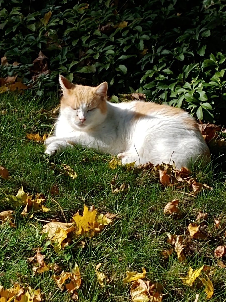 CameronKroetsch's tweet photo. In case I haven't been persuasive enough, listen to these final #CatsForCameron. Thanks to all of #HamOnt's animal friends. Seeing you out there has been just the best. #CameronForWard2 https://t.co/nz4RS00ESc