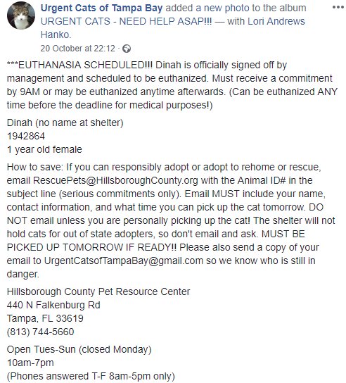 SHARE - ADOPT - FOSTER - RESCUE

Dinah
ID# 1942864

Email RescuePets@HillsboroughCounty.org with the Animal ID# in the subject line (serious commitments only)

Hillsborough County Pet Resource Center
440 N Falkenburg Rd
Tampa, FL 33619
(813) 744-5660

facebook.com/UrgentCatsOfTa…