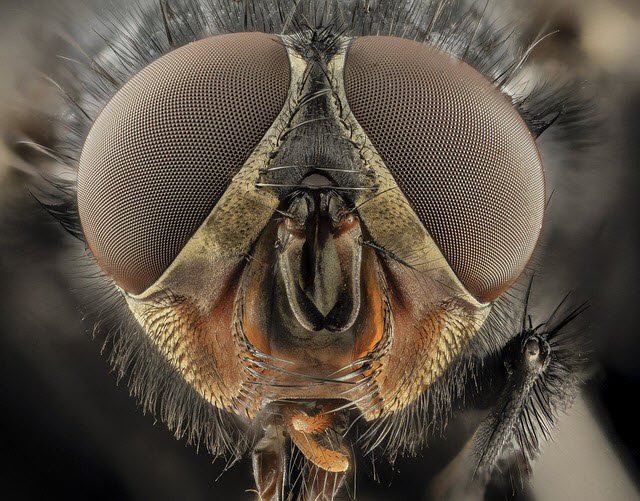 Excelsior_Class's tweet photo. Bugs, Bugs, and MORE Bugs! Overcoming your weaknesses and turning a detriment into a strength. By Kerrie Childress.
#Bugs #Weaknesses, #Strengths #Rigor
https://t.co/CdP96aLLuZ https://t.co/NdceBh9Vg7