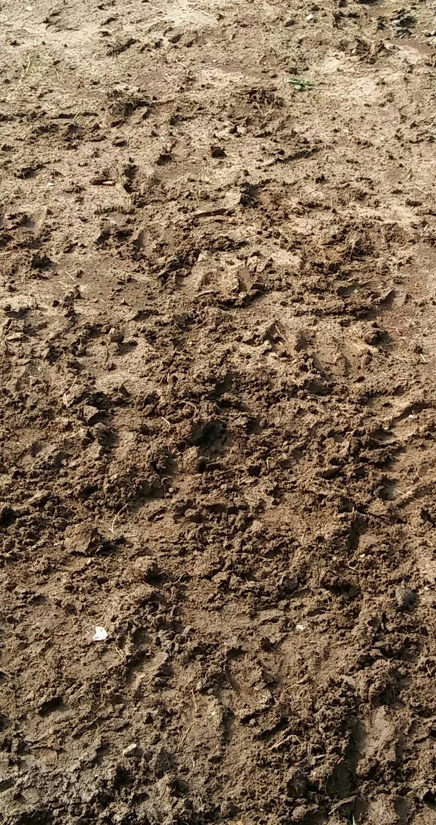 "Y la tierra cuando huele a tierra mojada,nos devuelve la más lejana de las memorias."<a href="/joaquinaraujo/">Joaquín Araujo</a>