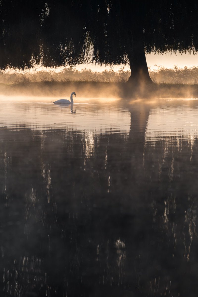SWAN LAKE
A mute swan beneath a Willow Tree on a beautiful misty morning at the weekend.
#WexMondays <a href="/wextweets/">Wex Photo Video</a> #sharemondays2018
<a href="/NikonProEurope/">Nikon Pro</a> <a href="/UKNikon/">Nikon UK & Ireland</a> #swan #lake #mistymorning #light