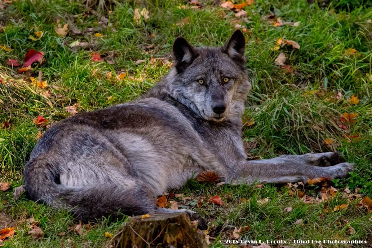 kevineproulx's tweet image. Definitely will return to #ParcOmega for photos in another season. It's open year-round.