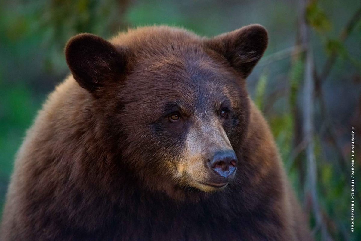 kevineproulx's tweet image. Definitely will return to #ParcOmega for photos in another season. It's open year-round.