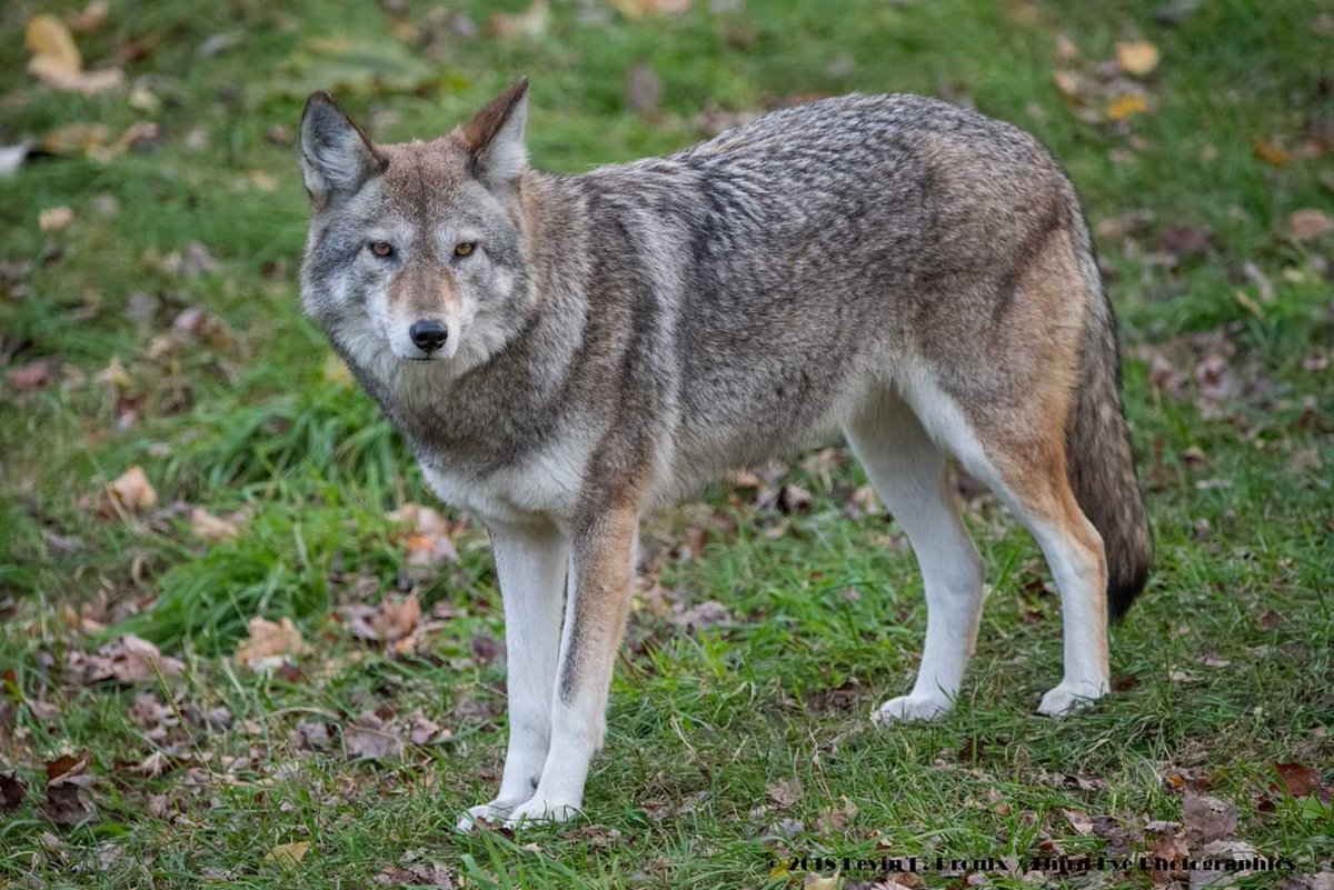 kevineproulx's tweet image. Definitely will return to #ParcOmega for photos in another season. It's open year-round.