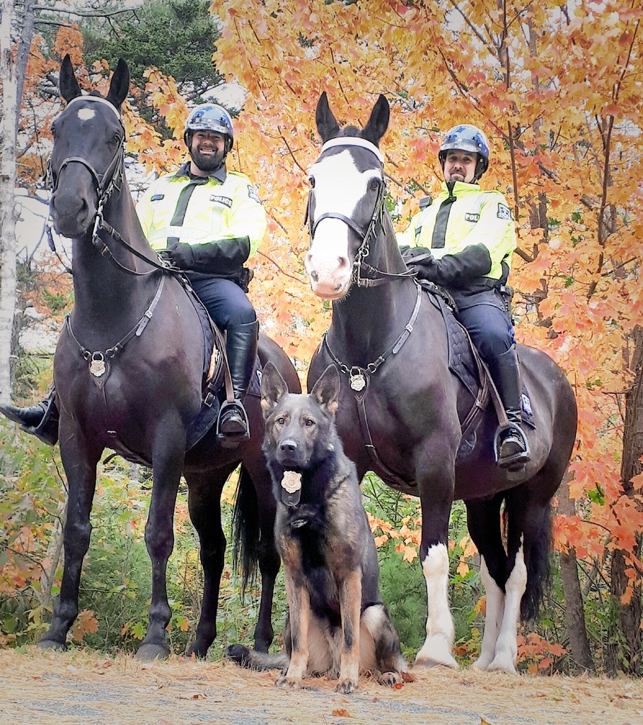 HRP K9Unit on Twitter "Look who we stumbled across while finishing up some training in Point