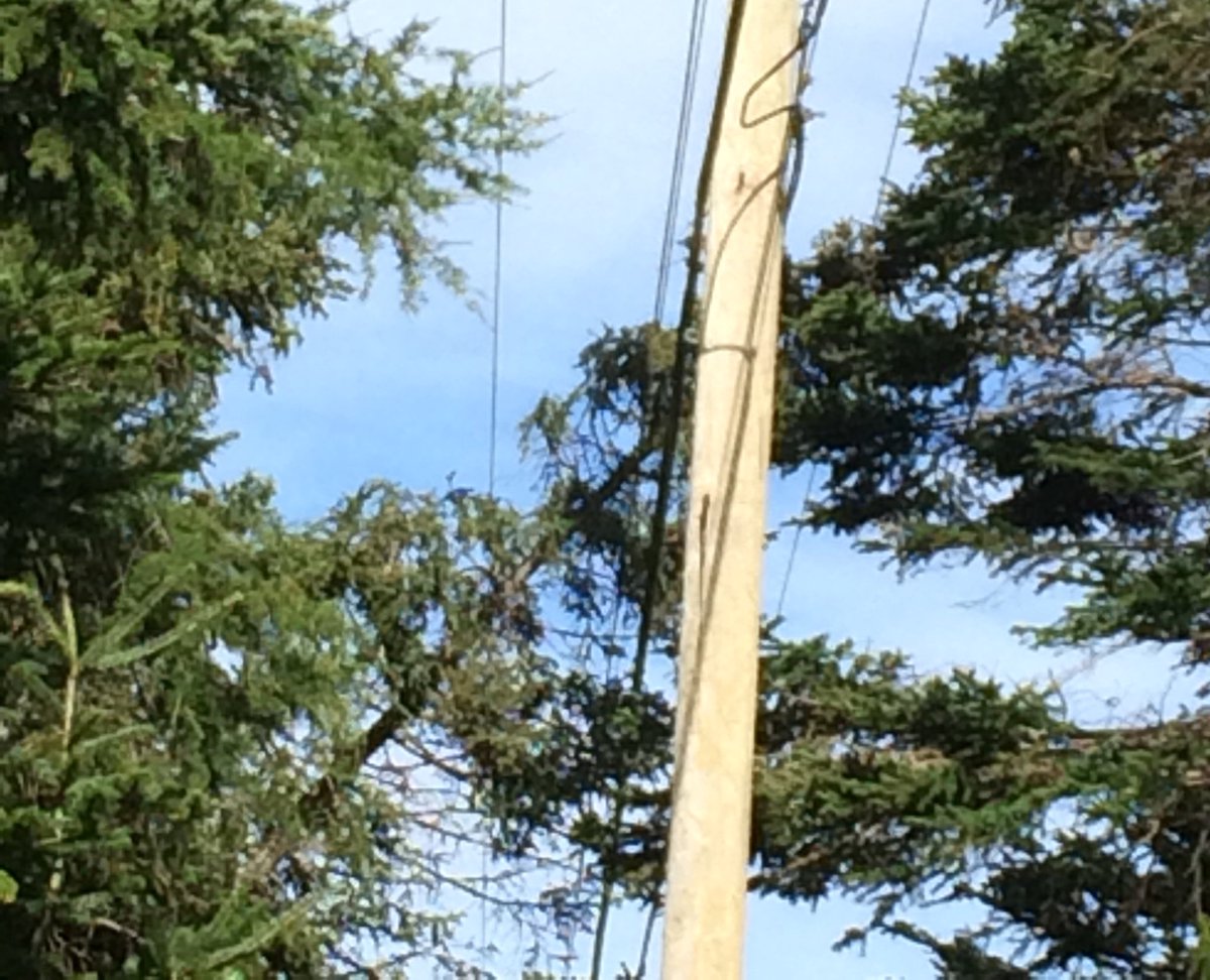 kbrucelane's tweet photo. There’s a tree in the wires near my house. #nfpower https://t.co/OJCbUoeVDl