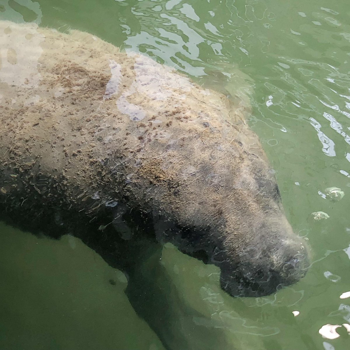 Our aquatic friends were seen roaming the #pciholidayisle waters for a sneak of what's to come. In the comments below, tell us: How many days until you return back to paradise? 🌴
