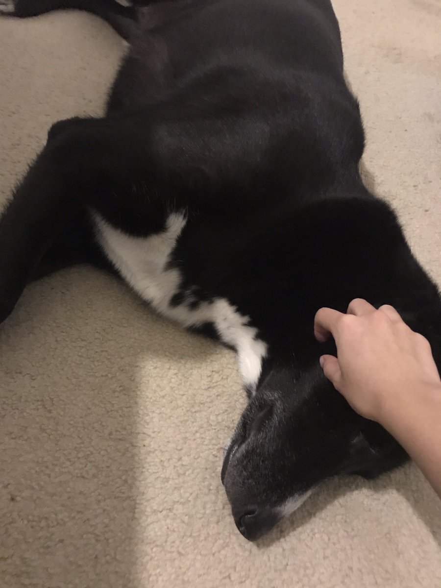 ravleoli_'s tweet photo. @ArianaGrande hi ariana i hope everything is going alright for u i think this beautiful old man would make u feel better bc he’s very affectionate. he was found as a stray, and i think he would be happier with u where someone can take care of him and give him the help he needs :( https://t.co/1cLcz8C3df