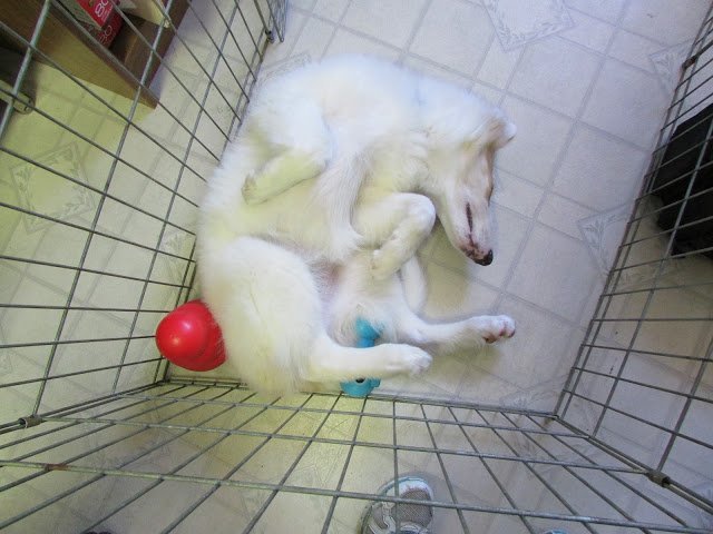 CourteousDogs's tweet image. How to Teach Your Deaf (and Blind) Dog to Wake Up Gently courteouscanine.com/how-to-teach-y…