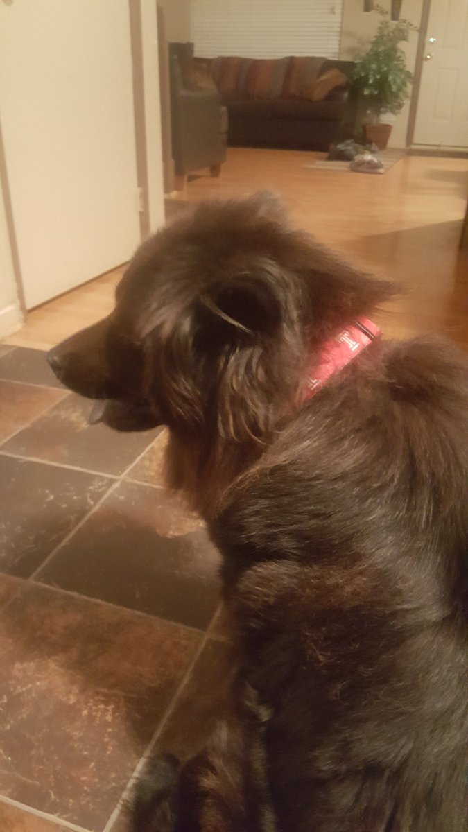 BIGGRIFF72's tweet photo. OK, now EVERYBODY in the house is officially 🍒 &amp; ⚪. Meisha wasn't sold until we beat Cincy!!! #NewDigs 🦉
@Temple_FB #TempleRuff #MJ2019 https://t.co/RMQdZ4hJMP