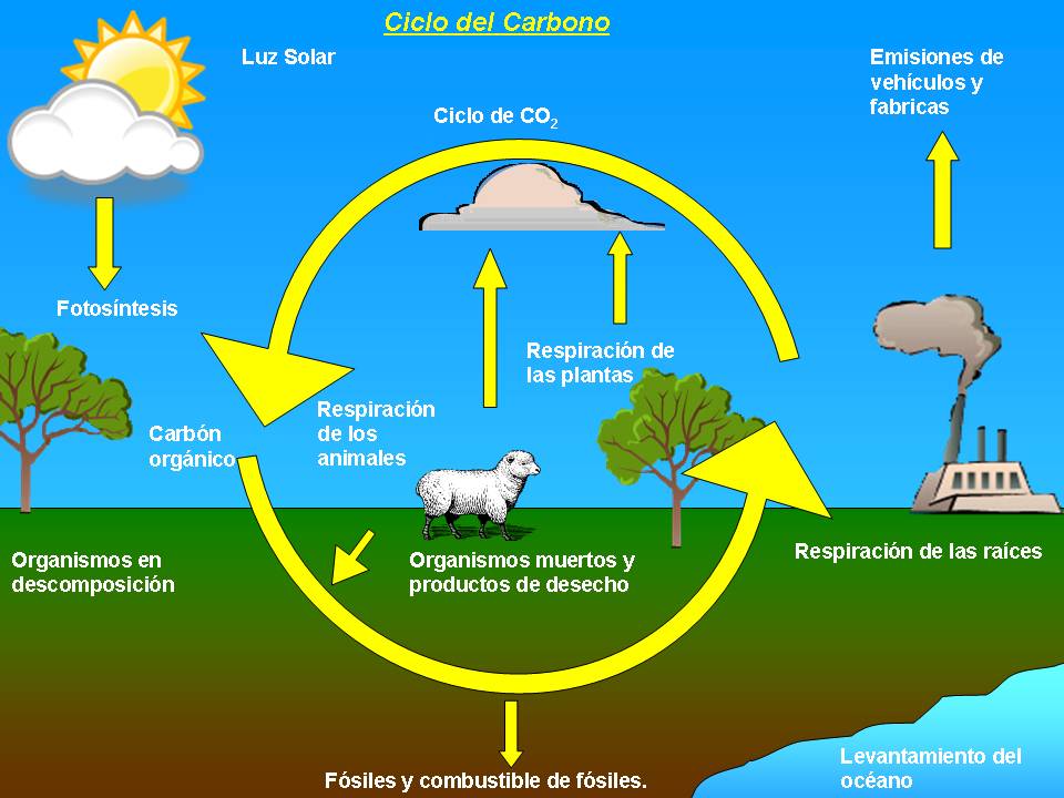 Conoce Los Ciclos Biogeoquímicos Lista Con Curiosidades