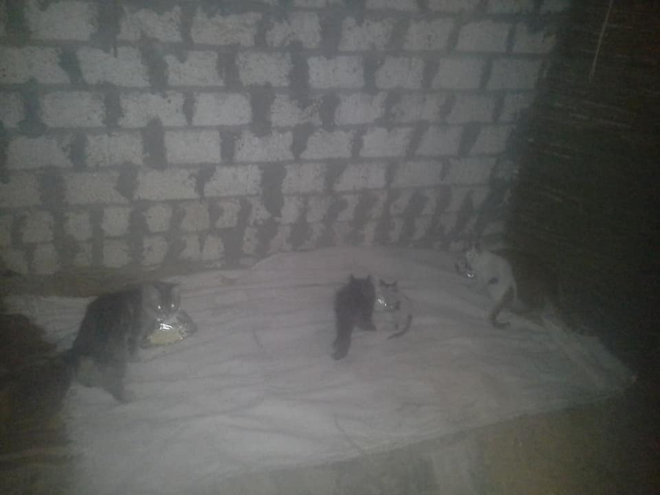 Freja_Petersen's tweet photo. SHARE - DONATE
❌❌Food needed for November month🍖🍗🍚218€

You know bad situation in Egypt towards animals and they are in danger in street whole the day, ...

Kindly donate via paypal👉
handsandpawshelpanimals@hotmail.com
Or westernunion

https://t.co/mWClhqheuH https://t.co/d6f4kaeLVQ
