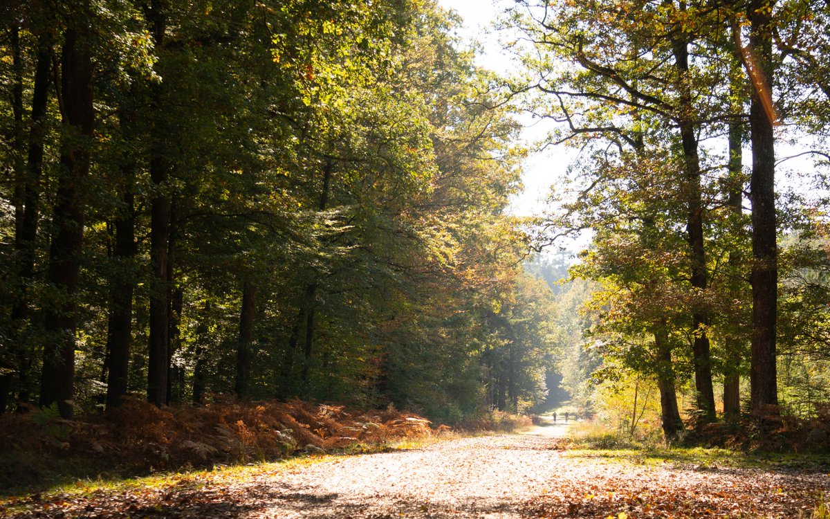 RenovationBB's tweet photo. Honestly, the @NewForestNPA has to be the most beautiful place to visit in the Autumn, just look at the colours. https://t.co/6SorM03UtY #weekendinpictures #thenewforest #NewForest https://t.co/npylAB0IHs