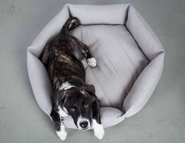 Kudliishop's tweet photo. Waking up on the right side of bed... 

Shop the Velevet Hippo Hex Cushion here: https://t.co/WWNHLl7IBN 
.
.
#kudliishop #doingmondaysright #velvethippo #hexcushion #dogbed https://t.co/z9TVBc4BKm