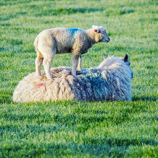 IBHAC12's tweet image. 💚💚💚 ALLAHU AKBAR 💚💚💚

Les 15€ de notre fidèle frère qui continue à participer au #MicroProjet pour offrir des #BetesDelevage au peuple syrien nous font atteindre les 100€, ce qui correspond à la somme nécessaire pour acheter une brebis ou une chèvre ma sha Allah...