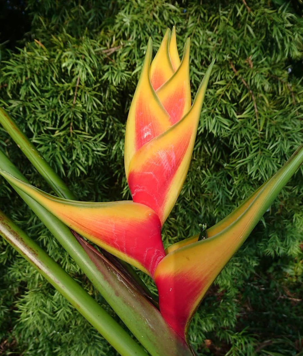 queenstropicals's tweet photo. We have the finest tropicals. Most rare and special species from the world, growing in Hawaii. That is how we craft our bouquets for you! Here Heliconia stricta hyb. ' Heart of Gold'#Mondaymotivation #Tropicals #Hawaii #Heliconia #rareflowers https://t.co/0tGPzInZ7v