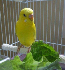 ＃セキセイインコ　#迷子
#和歌山市【和歌山市で迷子】１０月２０日早朝、和歌山市和歌浦にてセキセイインンコが迷子になりました。きーちゃんと、おしゃべりします。保護、目撃情報をご連絡ください。

和歌浦警察署に届けをだしています。
