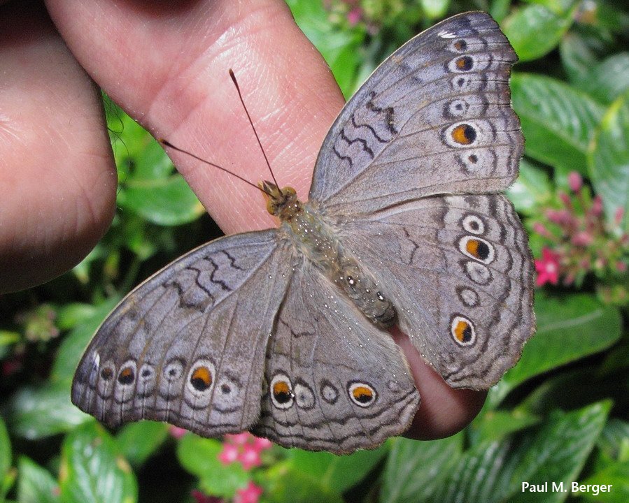 pmberger's tweet photo. #ButterflyOfTheDay!  Gray Pansy  #AMNH https://t.co/UWSKcdHWqz