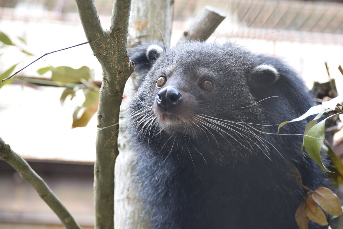 愛媛県立とべ動物園 公式 それに伴い ビントロングのルチュ が運動場デビューをしました 麝香 じゃこう ポップコーン ビントロングの匂いを感じてみて下さいね 運動場の練習 または寒さの為 寝室とフリーにしている場合もありますので 愛媛県立とべ動物園 公式 それに伴い ビントロングのルチュ が運動場デビューをしました 麝香 じゃこう ポップコーン ビントロングの匂いを感じてみて下さいね 運動場の練習 または寒さの為 寝室とフリーにしている場合もありますので