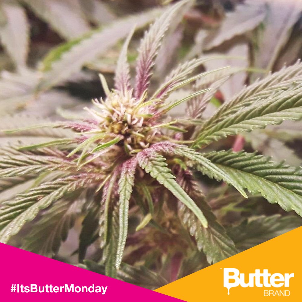 Butterbrand's tweet photo. I can already smell it ๐๐๐๐๐Forbidden Fruit โจ
#ItsButterMonday
#weed #marijuana #cannabis https://t.co/qNRqmI8Zwo